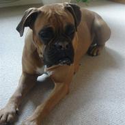 Boxer Rocki