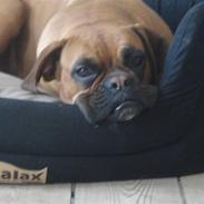 Boxer Rocki