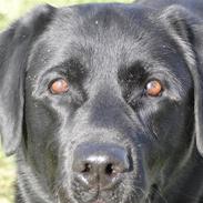 Labrador retriever Balter >> Skønheden!<33