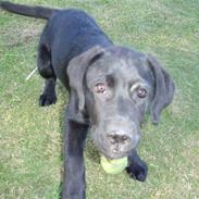 Labrador retriever Balter >> Skønheden!<33