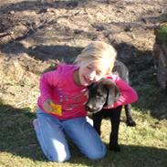 Labrador retriever Balter >> Skønheden!<33