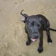 Blanding af racer Marley