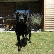 Labrador retriever Joy af Rosefield