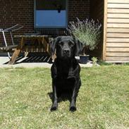 Labrador retriever Joy af Rosefield