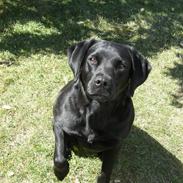 Labrador retriever Joy af Rosefield