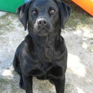 Labrador retriever Joy af Rosefield