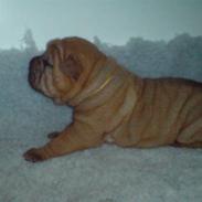 Shar pei Rynke