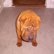 Shar pei Rynke