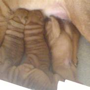 Shar pei Rynke