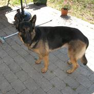 Schæferhund R.I.P MY BEST DOG EVER ;/