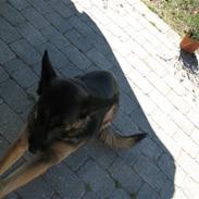 Schæferhund R.I.P MY BEST DOG EVER ;/