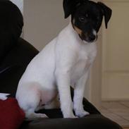 Glathåret foxterrier Soffi