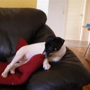 Glathåret foxterrier Soffi