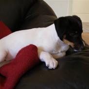 Glathåret foxterrier Soffi