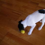 Glathåret foxterrier Soffi