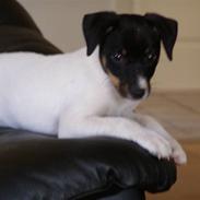 Glathåret foxterrier Soffi