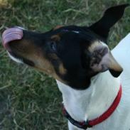 Dansk svensk gaardhund Zita