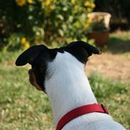 Dansk svensk gaardhund Zita