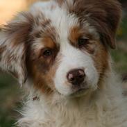 Australian shepherd Chika