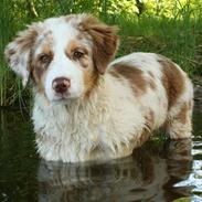 Australian shepherd Chika