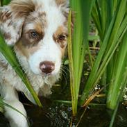 Australian shepherd Chika