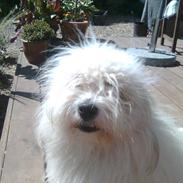 Coton de tulear Loke