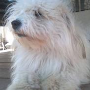 Coton de tulear Loke