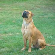 Bullmastiff Kenzo