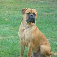Bullmastiff Kenzo