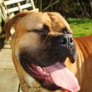 Bullmastiff Kenzo