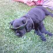 Labrador retriever basse(nye billeder)