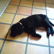 Labrador retriever basse(nye billeder)