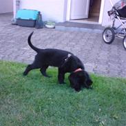 Labrador retriever basse(nye billeder)