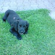 Labrador retriever basse(nye billeder)