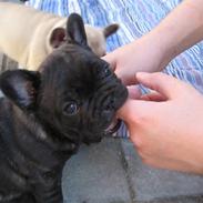 Fransk bulldog Louis