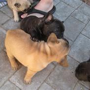 Fransk bulldog Louis