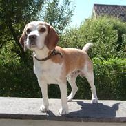 Beagle Bastian