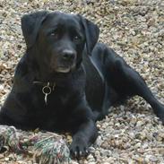 Labrador retriever Molly