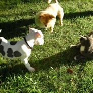 Amerikansk staffordshire terrier zippo