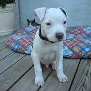 Amerikansk staffordshire terrier zippo