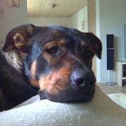 Blanding af racer Diesel