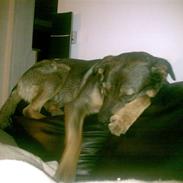 Blanding af racer Diesel