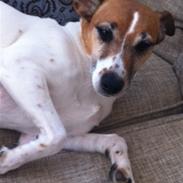 Dansk svensk gaardhund marie