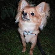 Chihuahua speddy