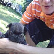 Fransk bulldog Bino
