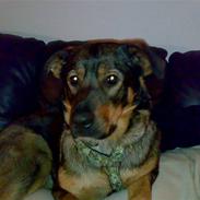 Blanding af racer Diesel