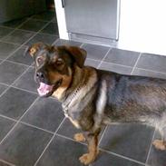 Blanding af racer Diesel