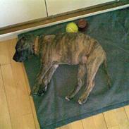 Amerikansk staffordshire terrier Mina