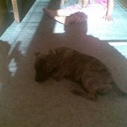 Amerikansk staffordshire terrier Mina