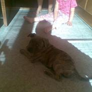 Amerikansk staffordshire terrier Mina